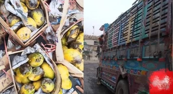 بازگرداندن ۱۶ تُن آم و جواری بی‌کیفیت وارداتی از پاکستان توسط ریاست زراعت حکومت سرپرست طالبان